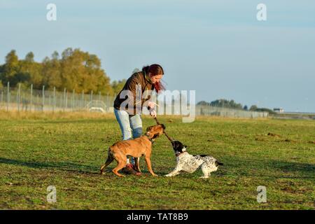 Femme et 2 chiens Banque D'Images
