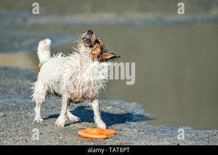 Secouant Jack Russell Terrier Banque D'Images