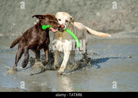 2 Labrador Retriever Banque D'Images