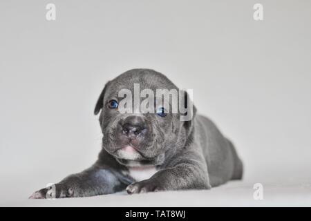 American Pit Bull Terrier Puppy Banque D'Images