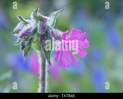 Un seul (Silene dioica) avec fleurs jacinthes en arrière-plan Banque D'Images