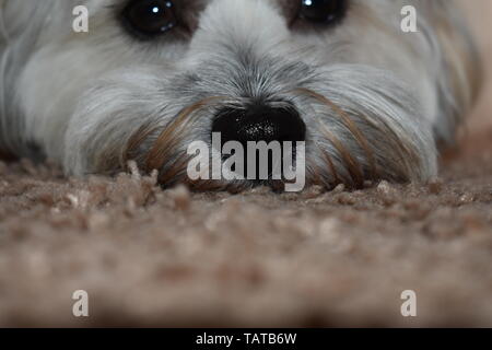 Shih Tzu chien close up Banque D'Images