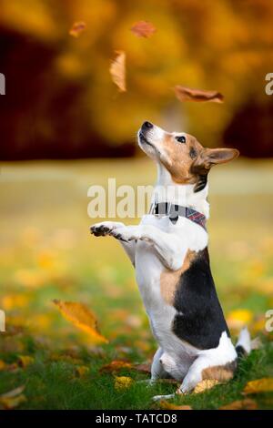 La mendicité Jack-Russell-Terrier-Mongrel Banque D'Images