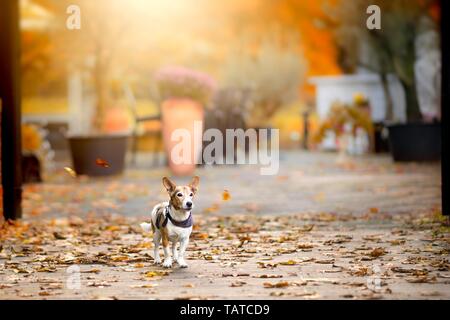 Jack-Russell-Terrier-Mongrel Banque D'Images
