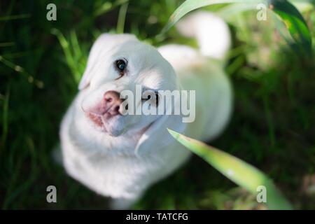 Beagle-Mongrel assis Banque D'Images