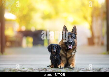 2 chiens Banque D'Images