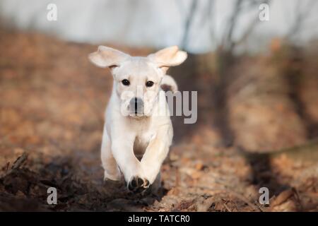 Labrador Retriever chiot Banque D'Images