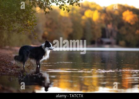 Border Collie Banque D'Images