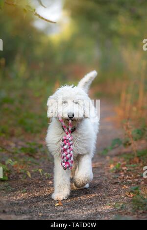 Jouer Labradoodle Banque D'Images