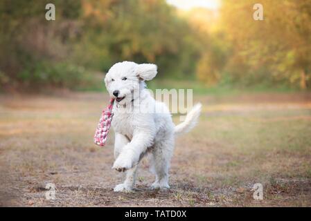 Jouer Labradoodle Banque D'Images