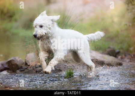 L'exécution de Labradoodle Banque D'Images