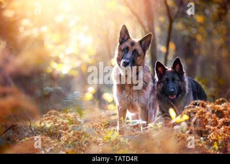 Berger Allemand Banque D'Images