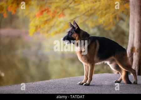 Berger allemand Banque D'Images