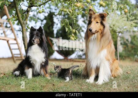 2 chiens et un chaton Banque D'Images