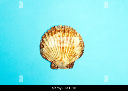 Ocean shell (sea shell) isolé sur fond de couleur. La texture du shell, concept minimal Banque D'Images