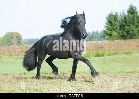 Trotting Cheval Frison Banque D'Images