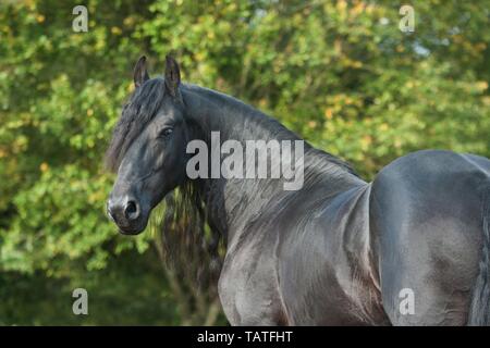 Portrait cheval frison Banque D'Images