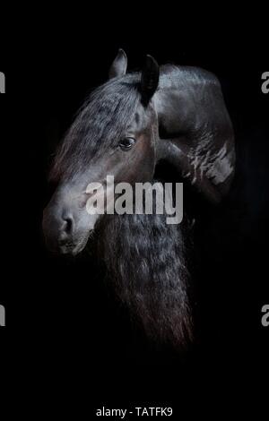 Portrait cheval frison Banque D'Images