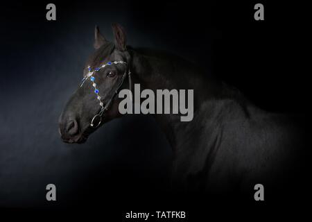 Portrait cheval frison Banque D'Images