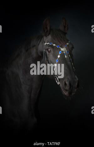 Portrait cheval frison Banque D'Images