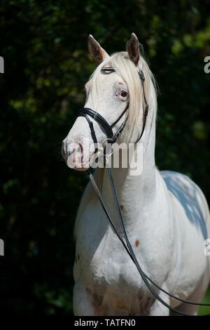 Portrait Cheval Knabstrup Banque D'Images