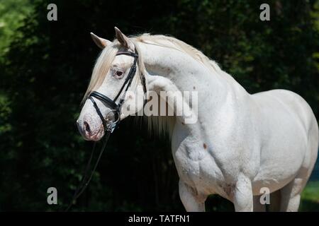 Portrait Cheval Knabstrup Banque D'Images