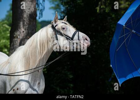 Portrait Cheval Knabstrup Banque D'Images