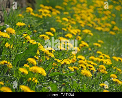 Differential focus image de masse d'un jaune brillant fleurs de pissenlit (Taraxacum officinale) sur un point de la route d'herbe en Cumbria, Angleterre, Royaume-Uni Banque D'Images