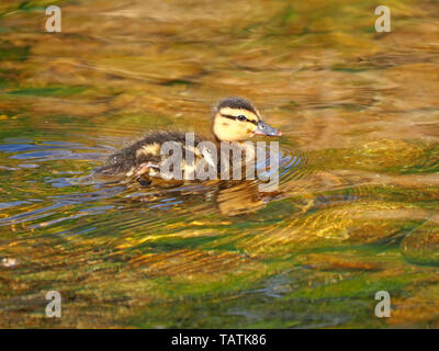 Petit caneton colvert (Anas platyrhynchos) dansant le long sur l'or et vert des vagues de soleil un courant d'eau fraîche en Cumbria, Angleterre, Royaume-Uni Banque D'Images