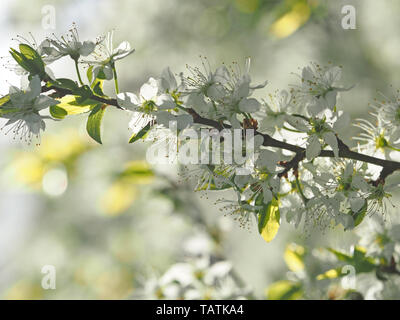 High-key image rêveuse de blossom d'un damson prunelle (Prunellier) croix (x Prunus spinosa Prunus domestica) propre à Cumbria, Angleterre, Royaume-Uni Banque D'Images