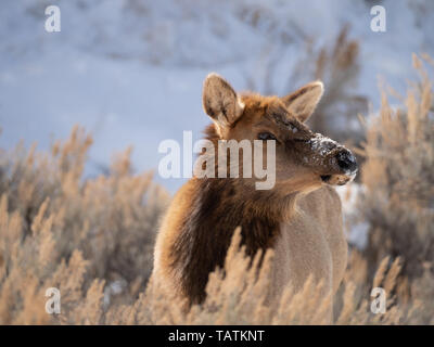 Vache ou femme debout dans l'élan de haut herbe séchée avec de la neige sur son nez photographié de profil dans le Parc National de Yellowstone. Banque D'Images