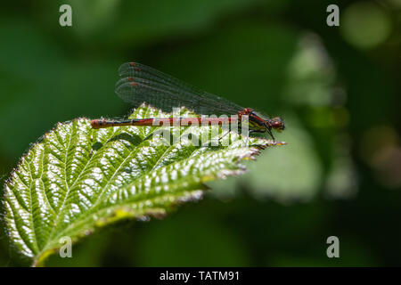 Grande libellule Pyrrhosoma nymphula (rouge) Banque D'Images