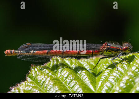 Grande libellule Pyrrhosoma nymphula (rouge) Banque D'Images