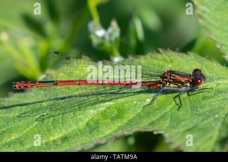 Grande libellule Pyrrhosoma nymphula (rouge) Banque D'Images
