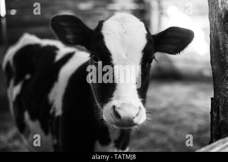 Veau sur la ferme. L'intérieur de la ferme est un mignon bébé vache. Beaucoup de foin Banque D'Images