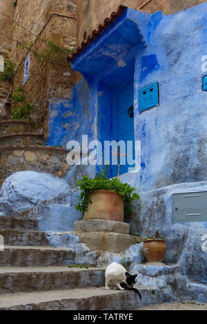 Détails de l'architecture marocaine traditionnelle, y compris un chat et pots colorés typiques dans la ville bleue, Chefchaouen, Maroc Banque D'Images