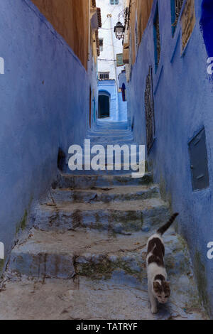 Détails de l'architecture marocaine traditionnelle, y compris un chat et pots colorés typiques dans la ville bleue, Chefchaouen, Maroc Banque D'Images