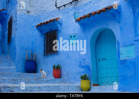 Détails de l'architecture marocaine traditionnelle, y compris un chat et pots colorés typiques dans la ville bleue, Chefchaouen, Maroc Banque D'Images