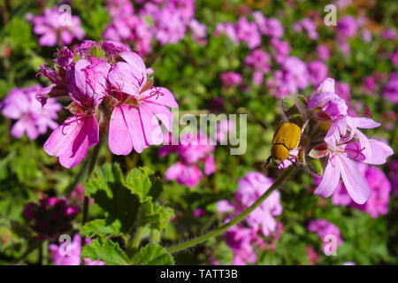 Bug jaune, lithographie africana, assis sur fleurs violettes dans un jardin à Rabat, Maroc Banque D'Images