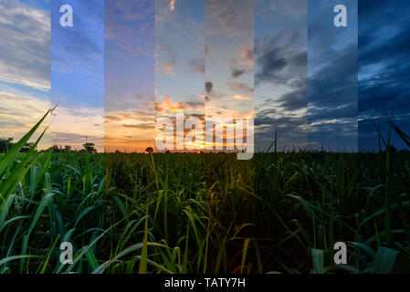 Nuance différente couleur du champ de canne fraîche à l'heure du coucher de soleil. Banque D'Images