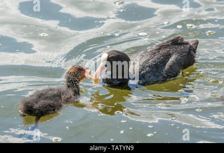 Grèbe huppé avec des poussins dans l'eau Banque D'Images