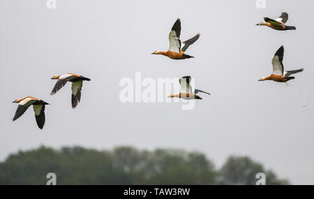 28 mai 2019, Bade-Wurtemberg, Riedlingen-Zell : Rust oies (Tadorna ferruginea) voler en face de l'ciel nuageux sur une réserve naturelle près du Danube. Photo : Thomas/Warnack dpa Banque D'Images