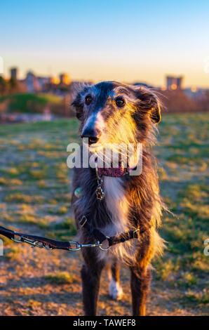 Portrait d'un cheveux longs greyhound noir et blanc au coucher du soleil dans un parc de la ville Banque D'Images