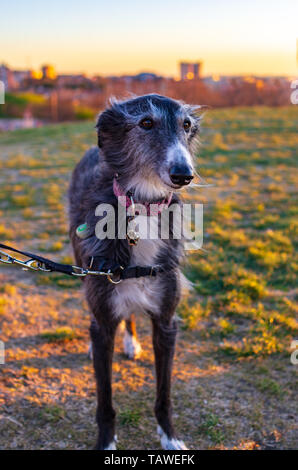 Portrait d'un cheveux longs greyhound noir et blanc au coucher du soleil dans un parc de la ville Banque D'Images