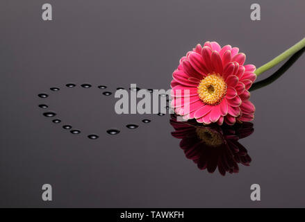 Gerbera rouge en forme de coeur avec des gouttes d'eau sur une surface réfléchissante sombre Banque D'Images