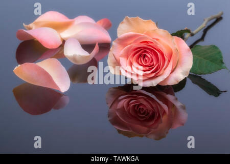 Rose Rose et pétales de rose on reflective surface Banque D'Images