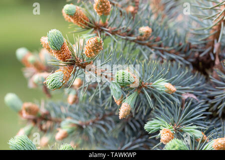 Macro photo de Picea pungens 'Glauca', les bourgeons de l'épinette bleue au début du printemps Banque D'Images