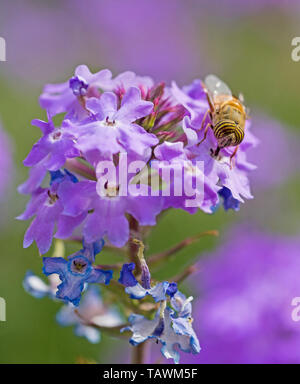 Libre de voler une fleur eristalinus taeniops se nourrissant de fleurs violet Elizabeth Earle Primula allionii in garden Banque D'Images