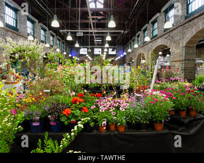 Cale pour Tavistock Garden Festival, mai 2019, lors de l'historique Bâtiment victorien dans le marché de Pannier Devon, UK town Banque D'Images