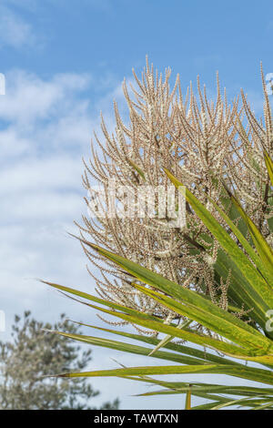 Les pics de floraison de Cordyline australis à Cornwall, UK. Cette plante est parfois connu sous le nom de la Nouvelle-Zélande 'arbre' chou ou chou-palm. Banque D'Images